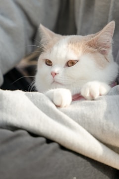 A beige British Shorthair cat resting on a cozy blanket.