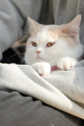 A content cat wearing a cozy, custom-fitted hoodie resting on a colorful blanket.