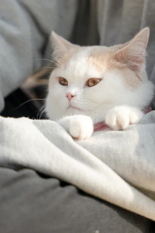 A fluffy white cat comfortably lounging while wearing a soft yellow knitted scarf with tiny pom-poms.