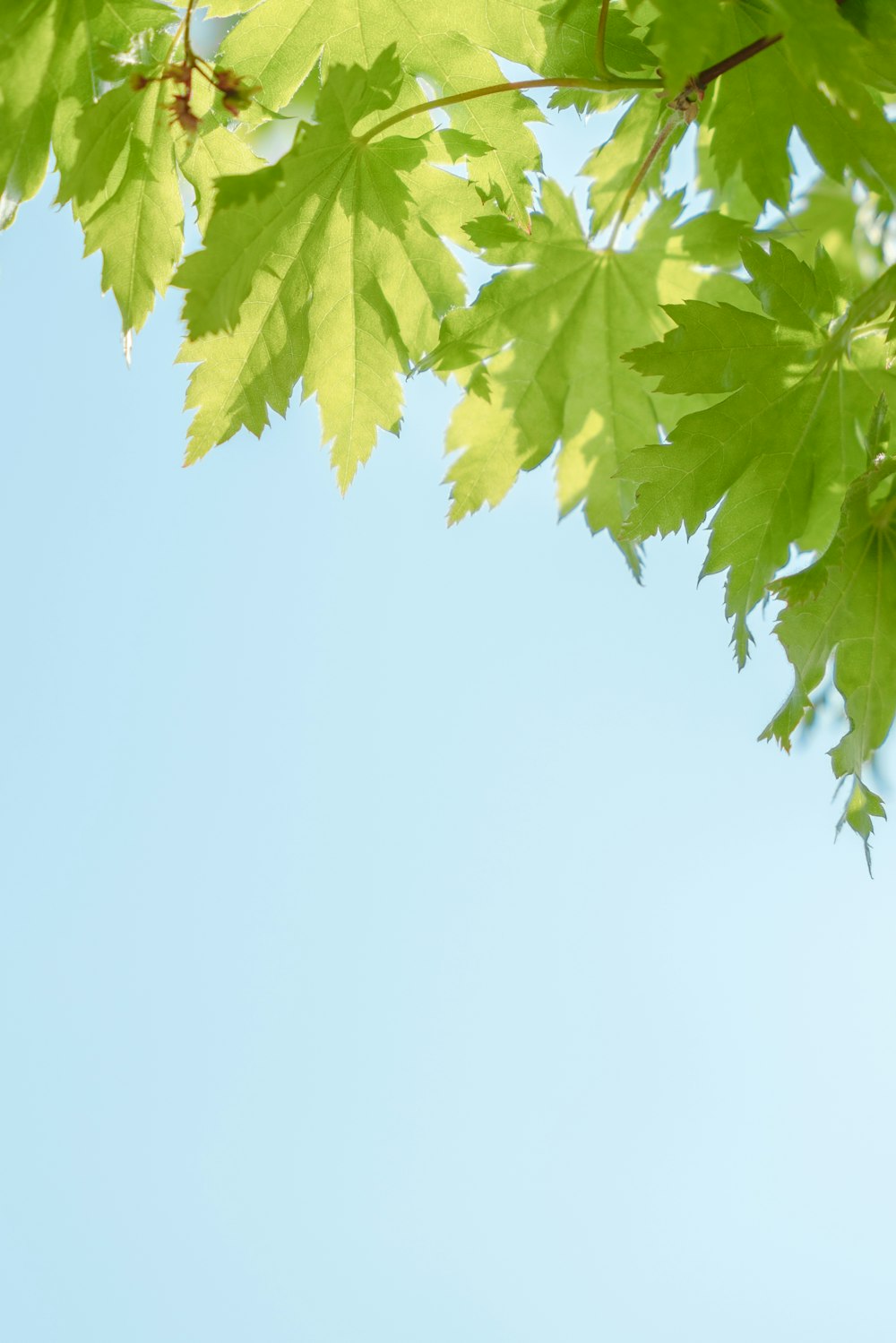 the leaves of the tree are green against the blue sky