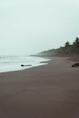 A deserted beach stretches into the distance with dark sand and gentle waves. The sky is overcast, lending a muted atmosphere to the scene. A line of palm trees runs parallel to the shore, adding a tropical element to the landscape. There is a piece of driftwood on the sand, adding to the deserted feel.