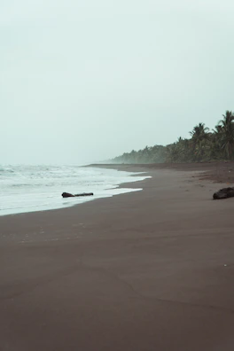 A deserted beach stretches into the distance with dark sand and gentle waves. The sky is overcast, lending a muted atmosphere to the scene. A line of palm trees runs parallel to the shore, adding a tropical element to the landscape. There is a piece of driftwood on the sand, adding to the deserted feel.