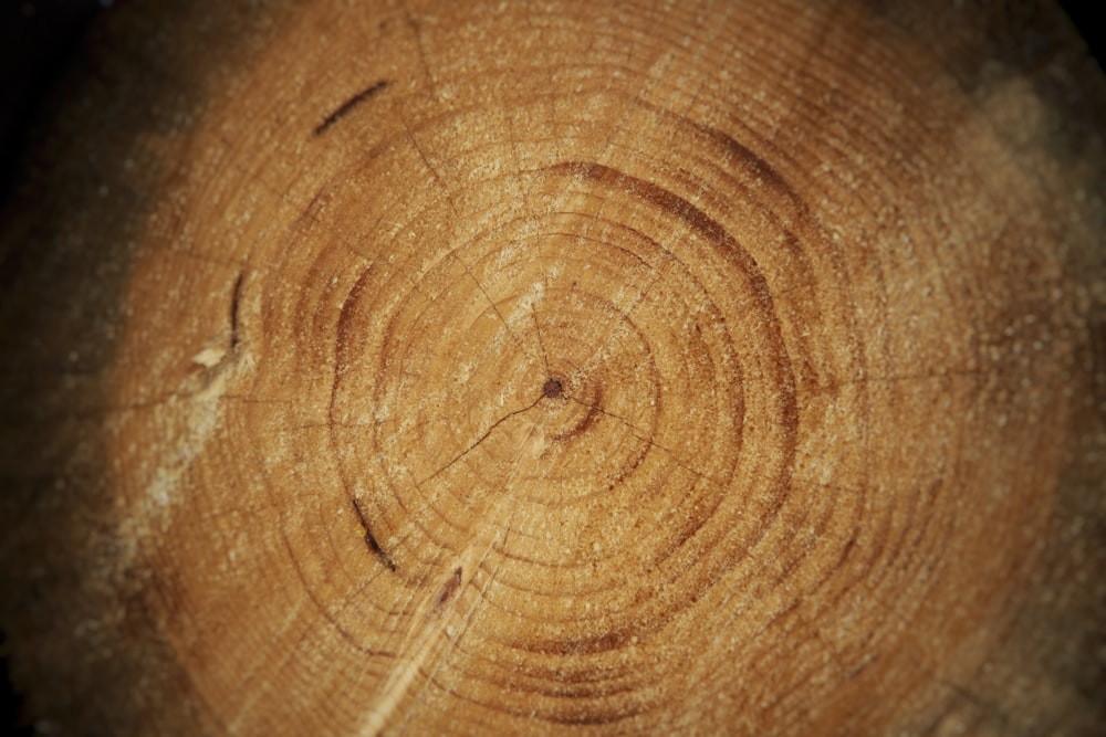 un primo piano di un tronco d'albero che mostra gli anelli