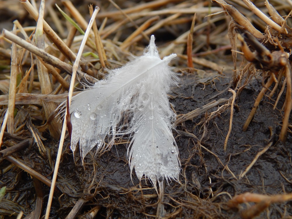 a white feather sitting on top of a pile of dirt