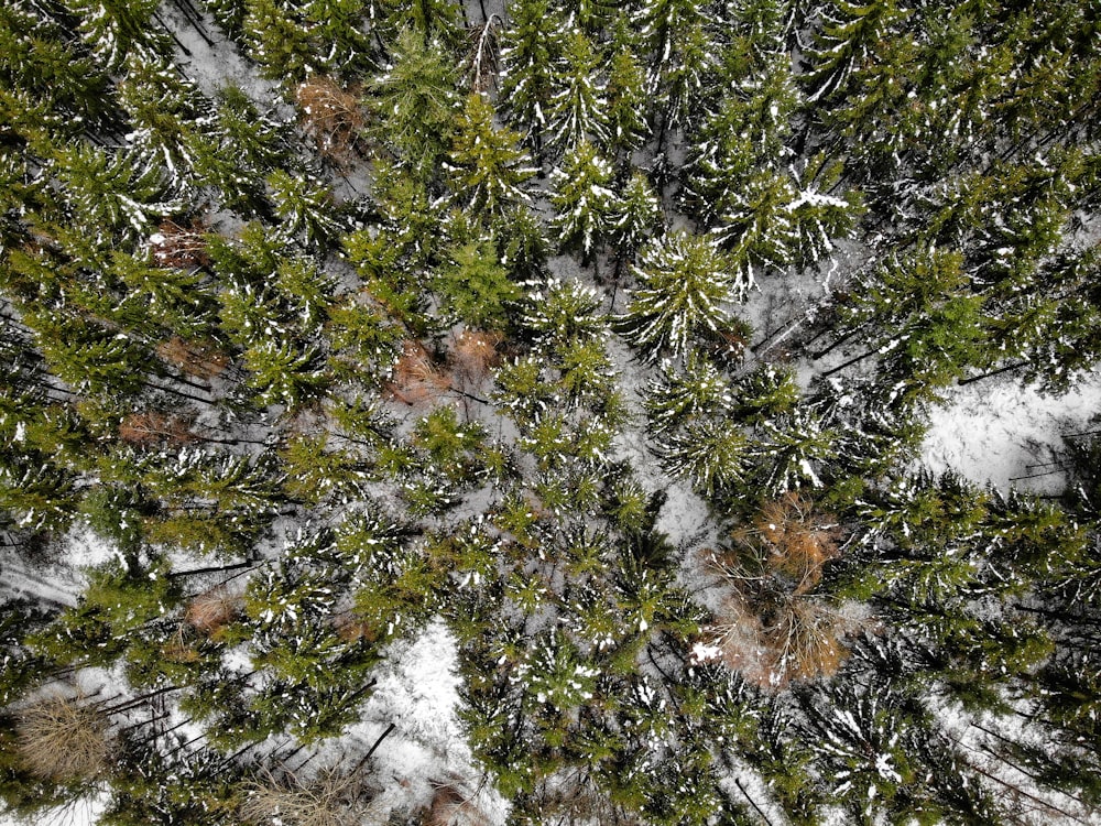 a vista superior de um pinheiro coberto de neve