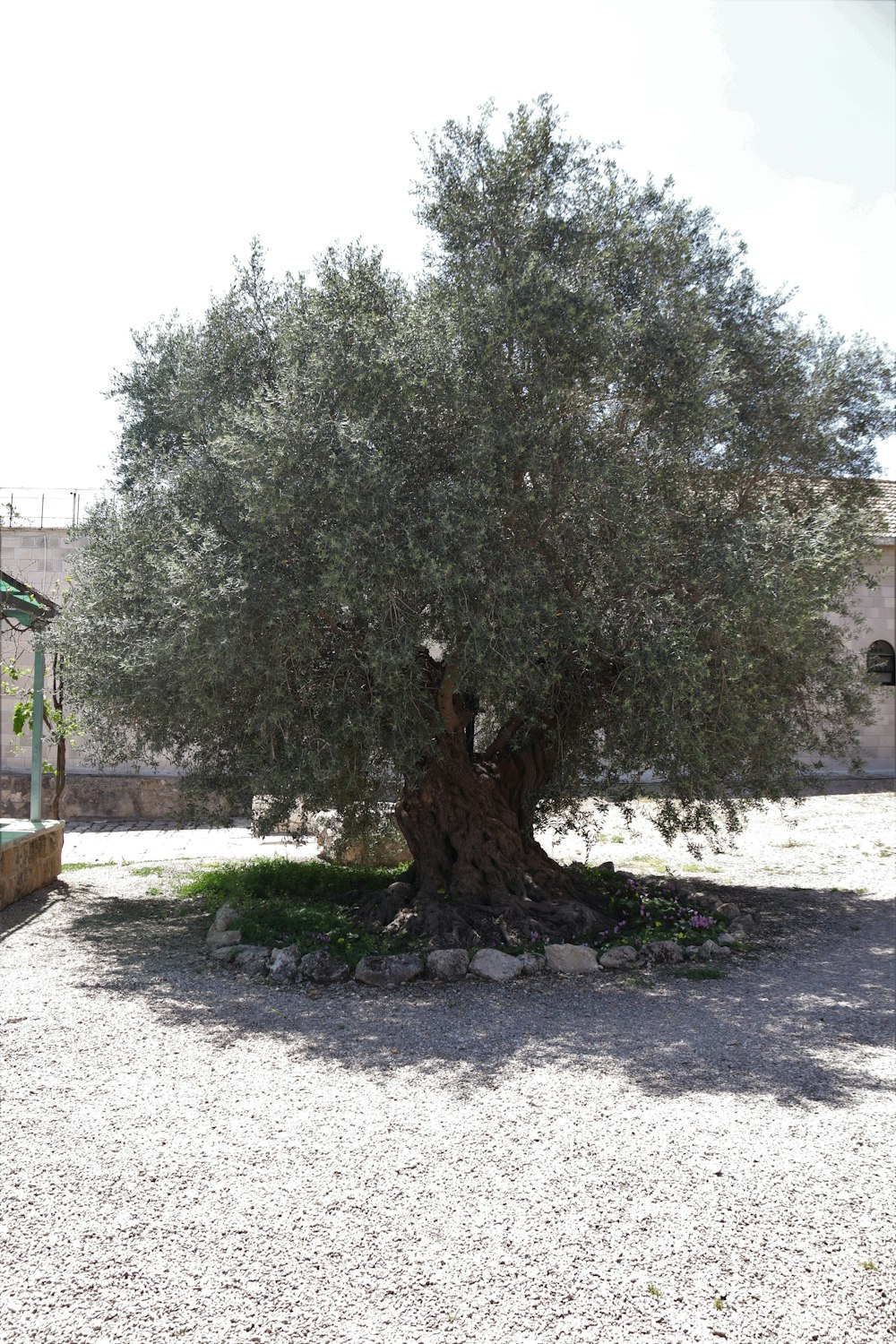 a large olive tree in a gravel area