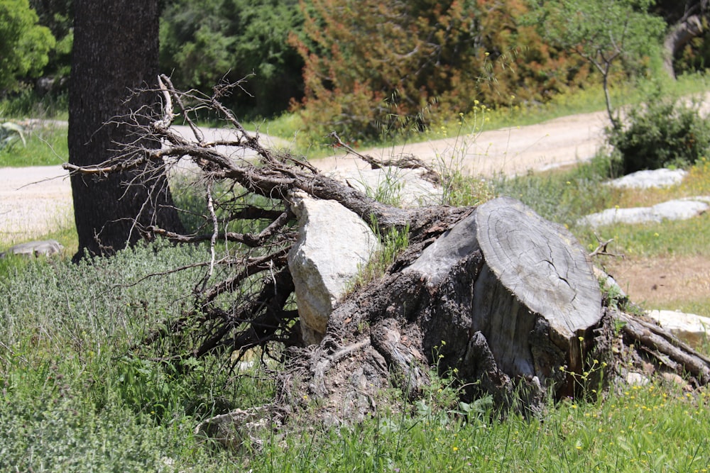 a tree that has fallen over in the grass