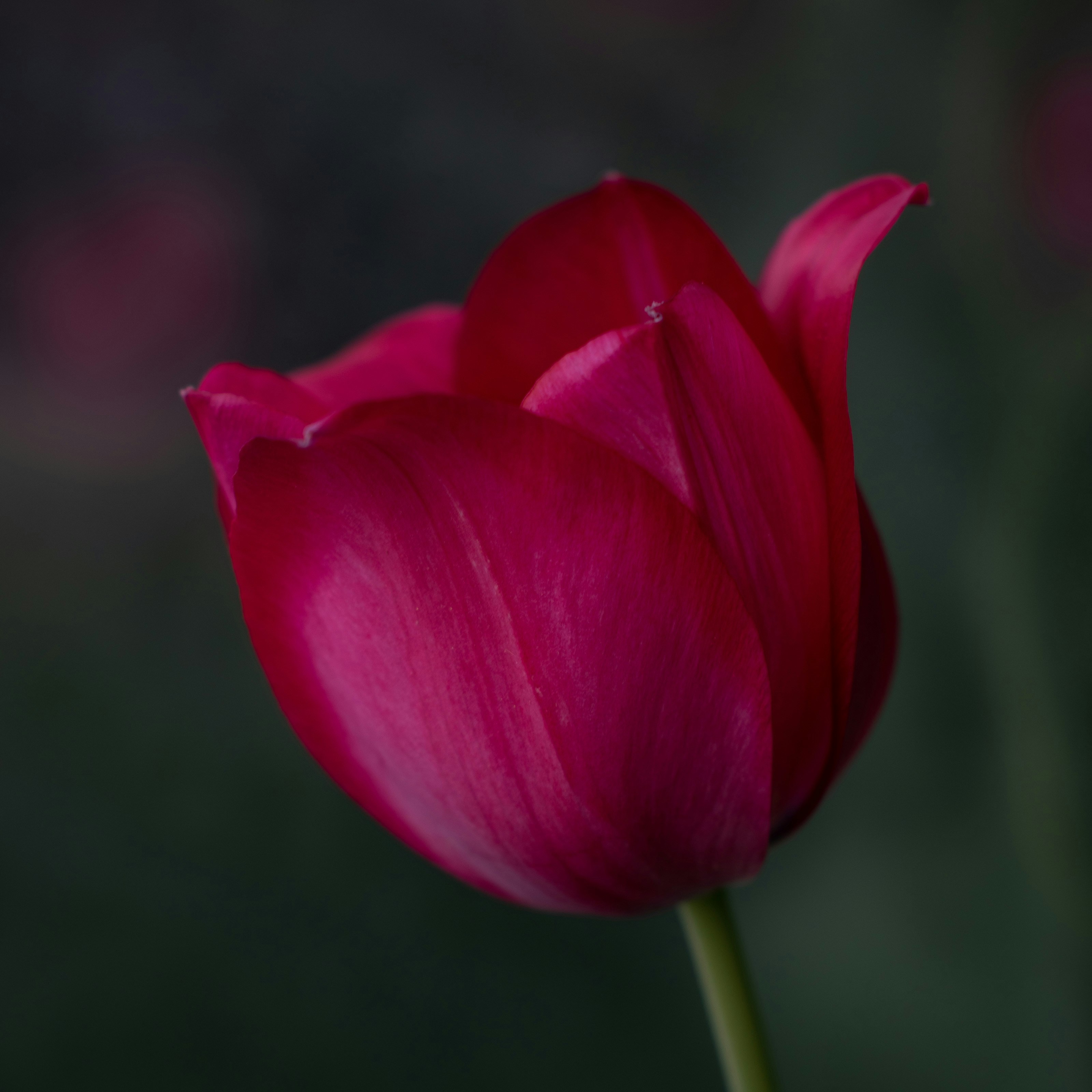 Photo by vjeblackbirdlion