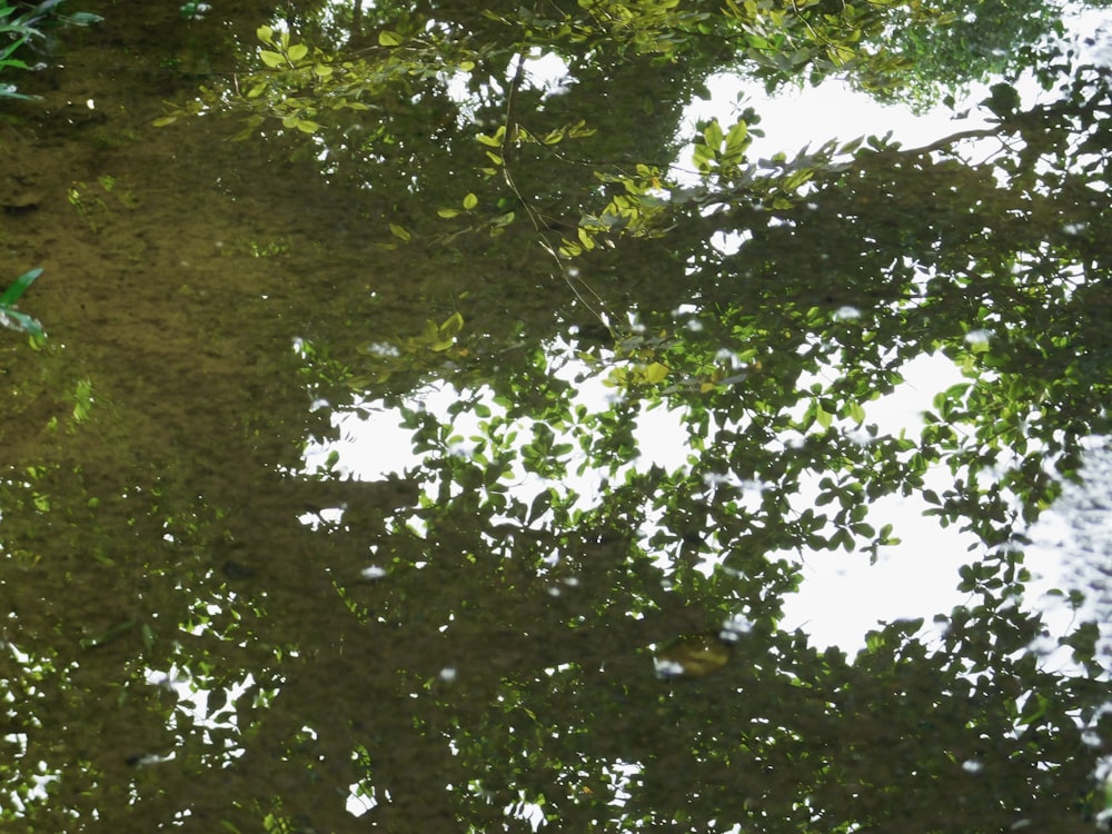 El reflejo de los árboles en un charco de agua