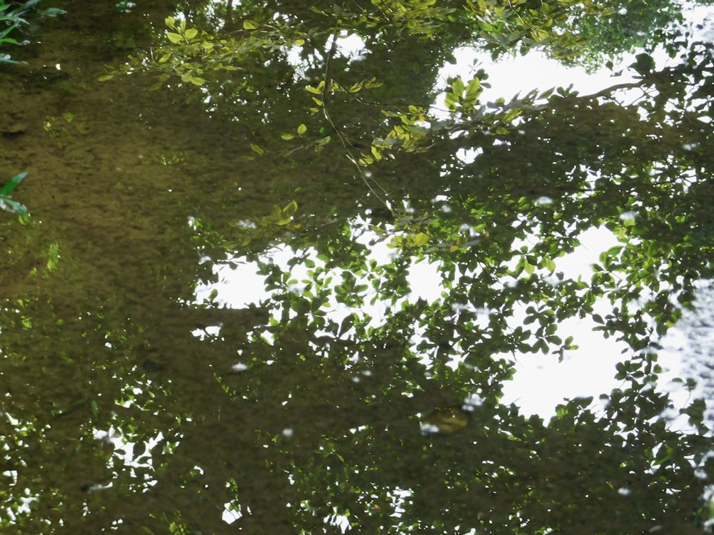 the reflection of trees in a puddle of water