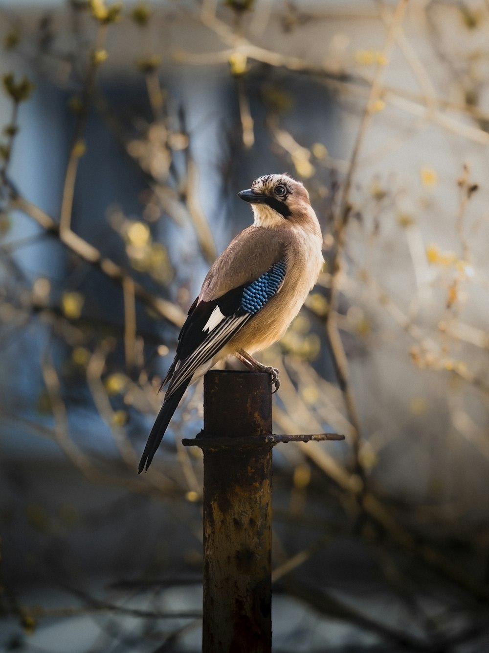 a bird sitting on top of a metal pole