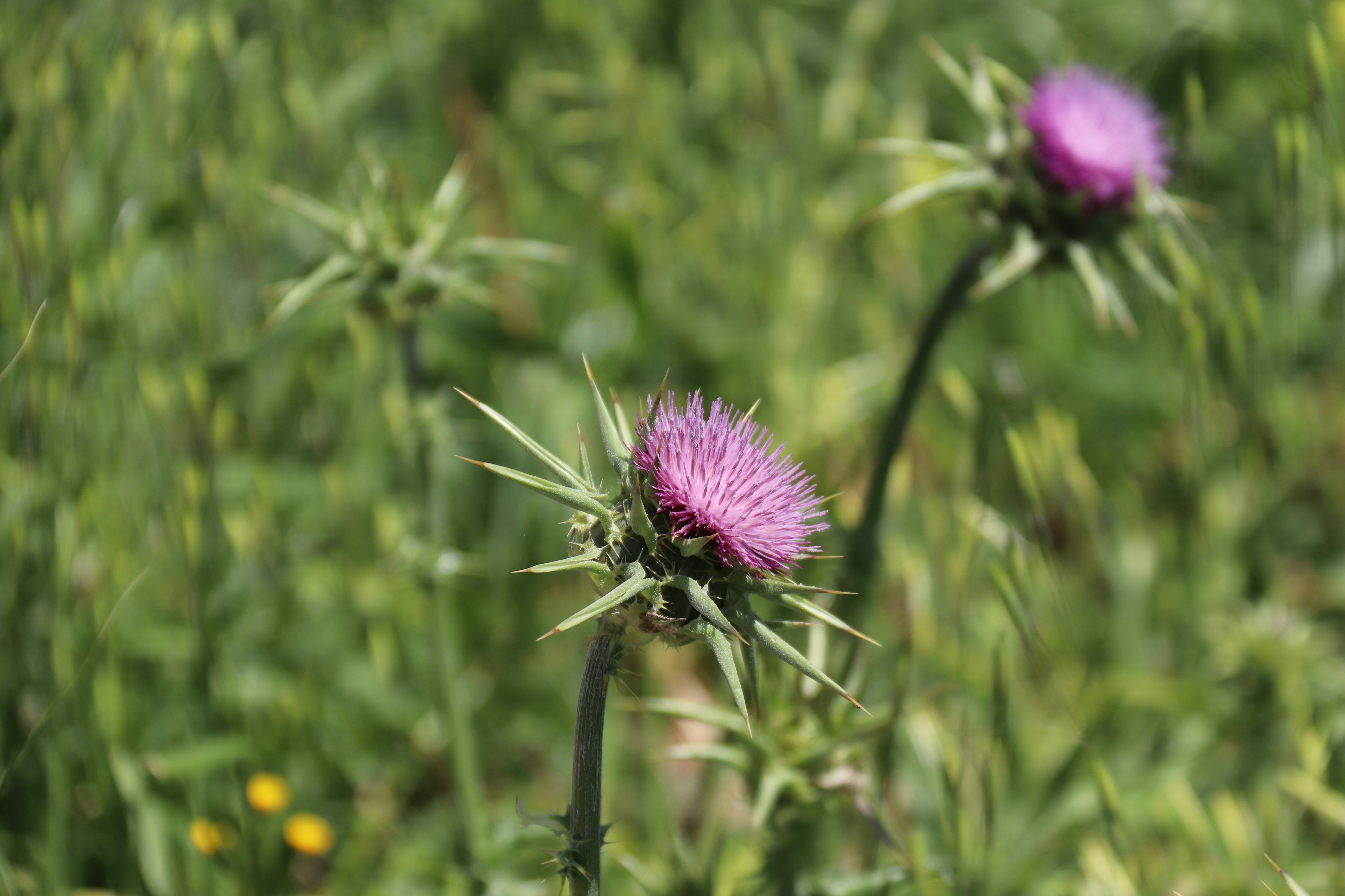 Photo by shalevcohen