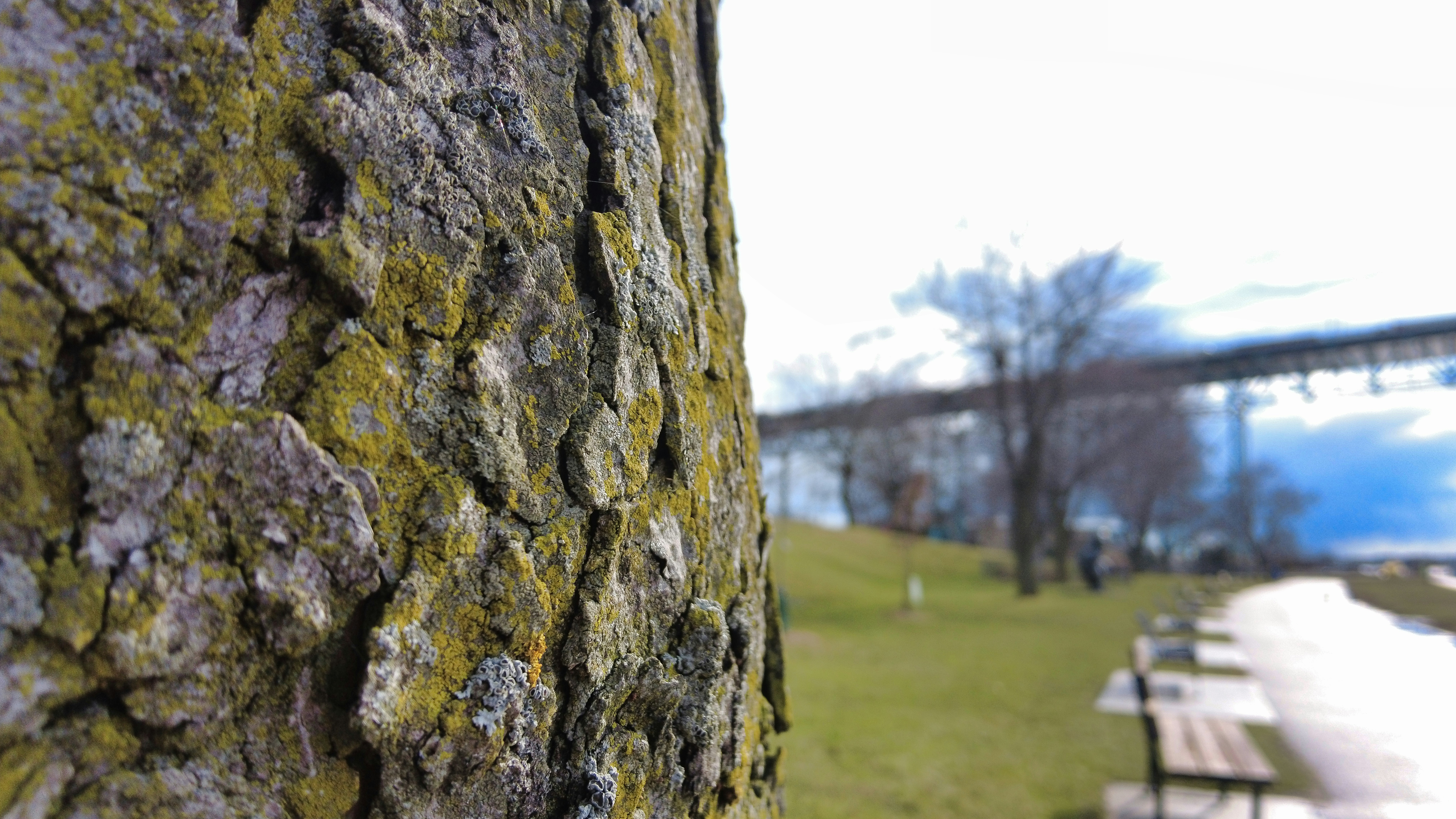 a close up of a tree with a bench in the background