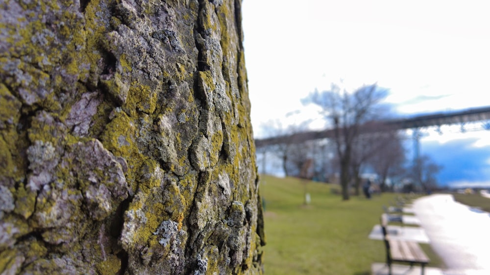 a close up of a tree with a bench in the background