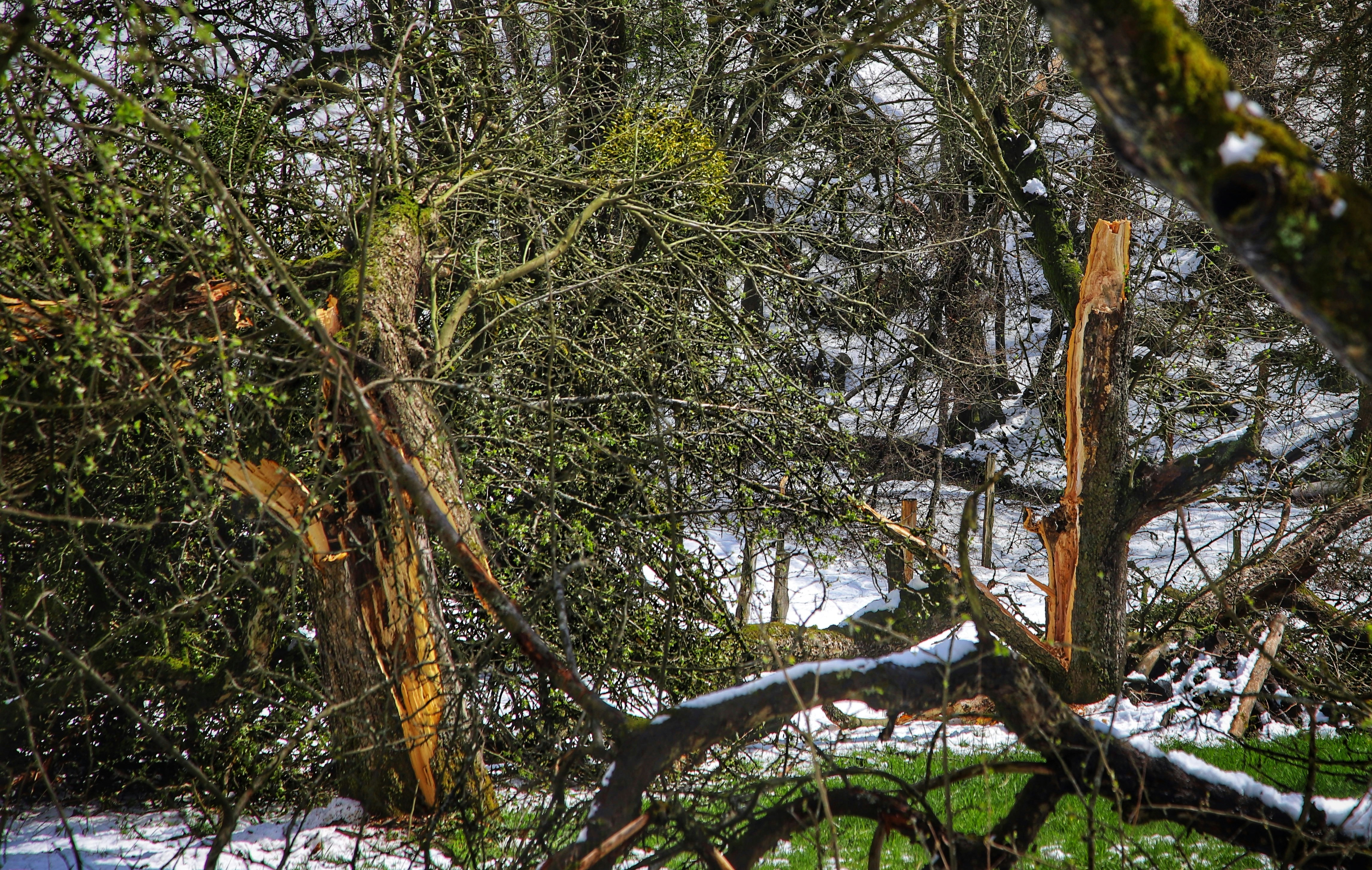 Ein Wald voller schneebedeckter Bäume