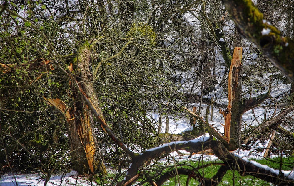 Una foresta piena di molti alberi coperti di neve