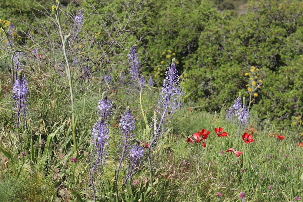 a field of wildflowers and other wild flowers