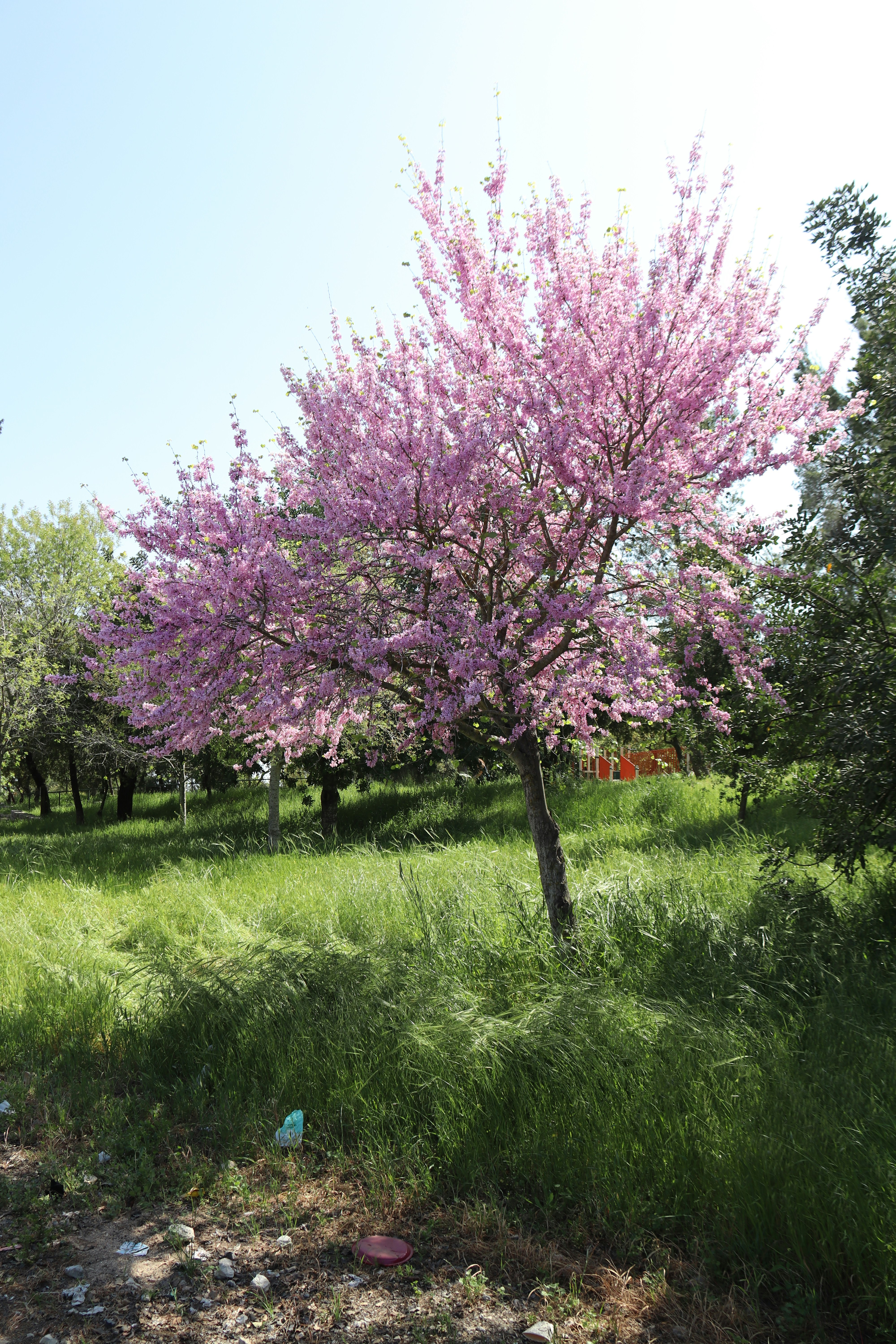 Photo by shalevcohen