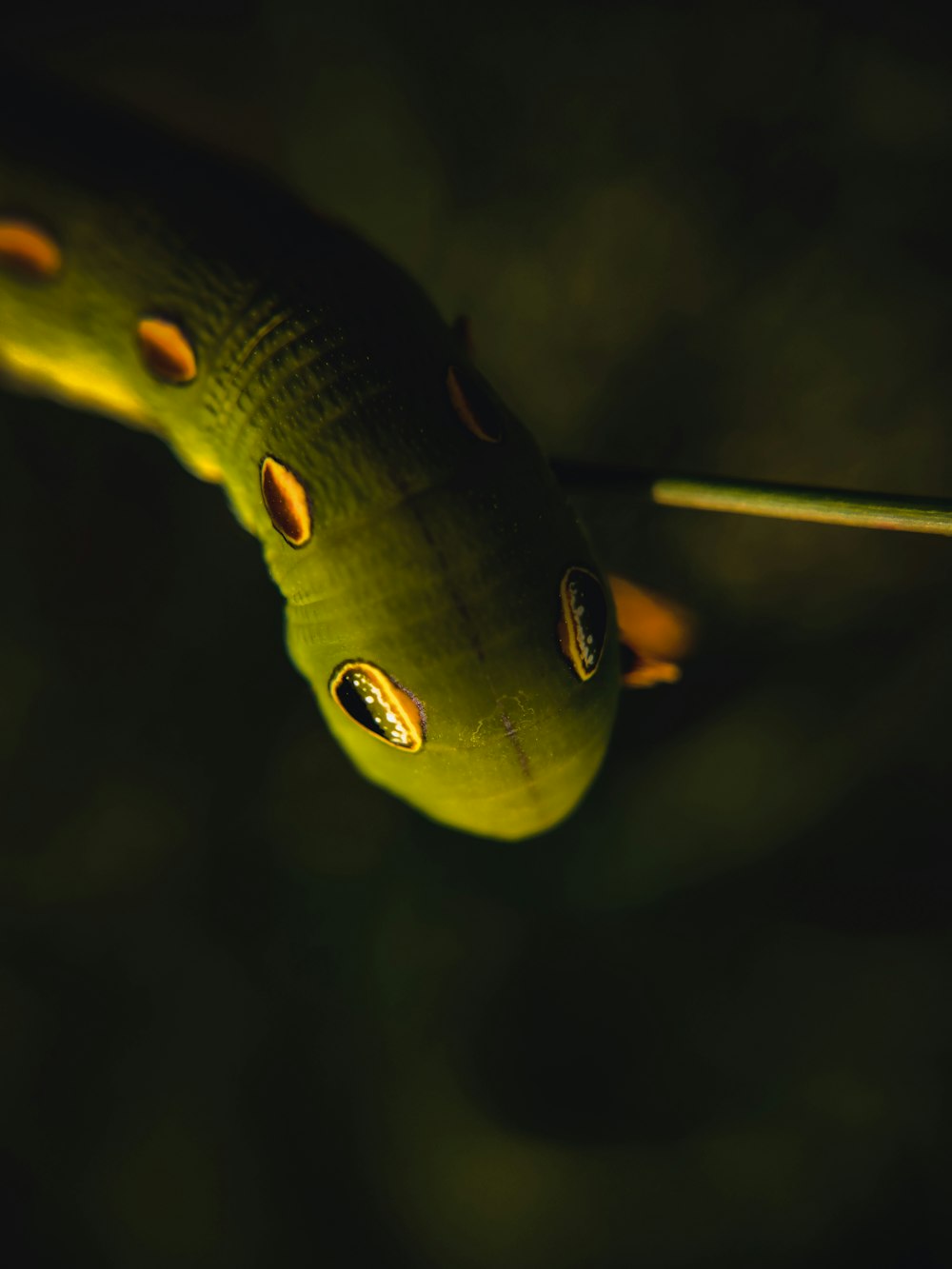 a close up of a green snake's head