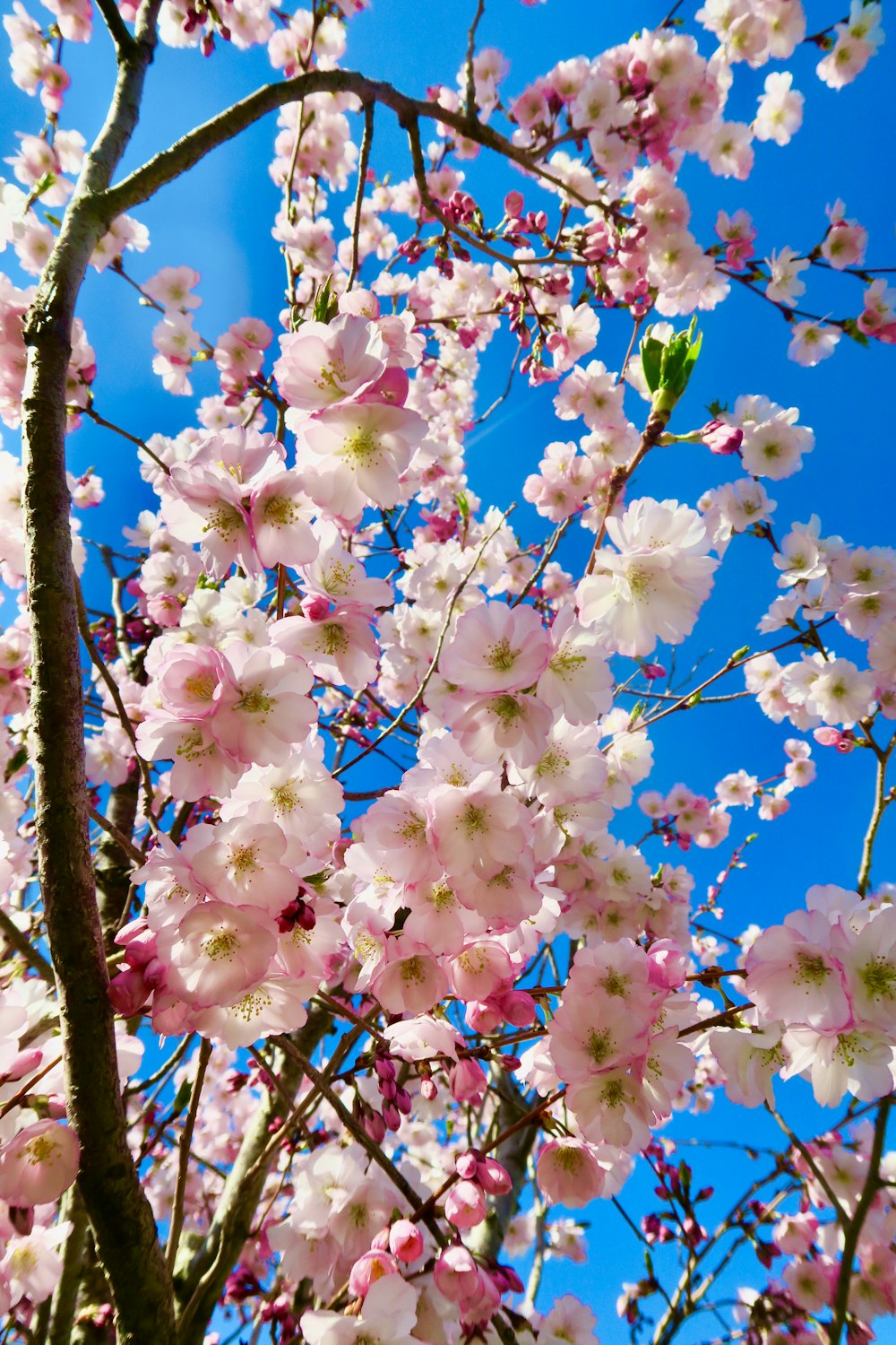 a tree with lots of pink flowers in front of a blue sky