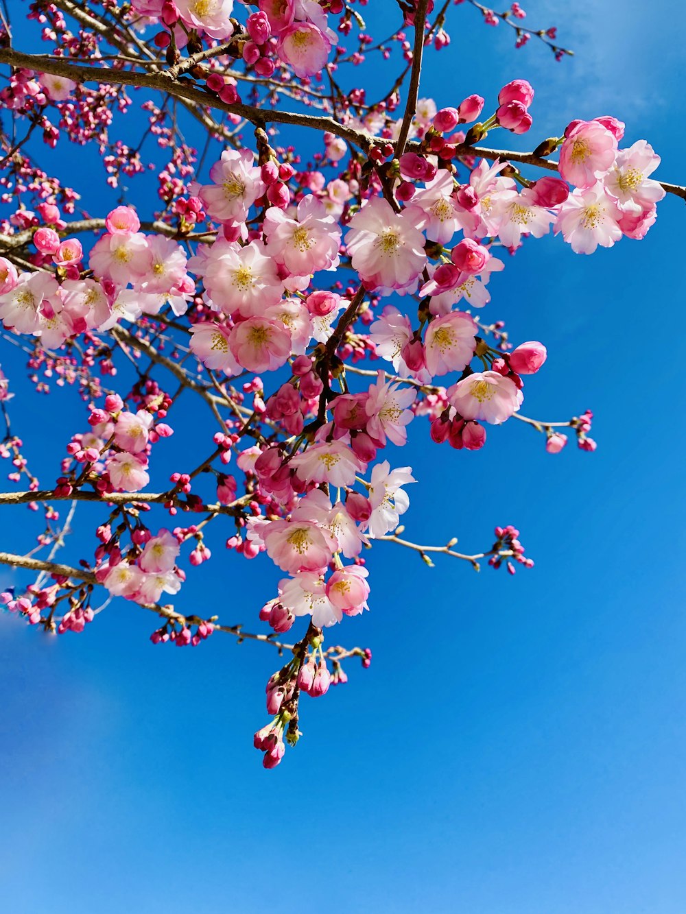 a tree with lots of pink flowers on it