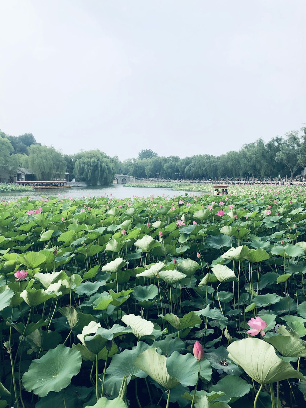 a field of water lilies with a lake in the background