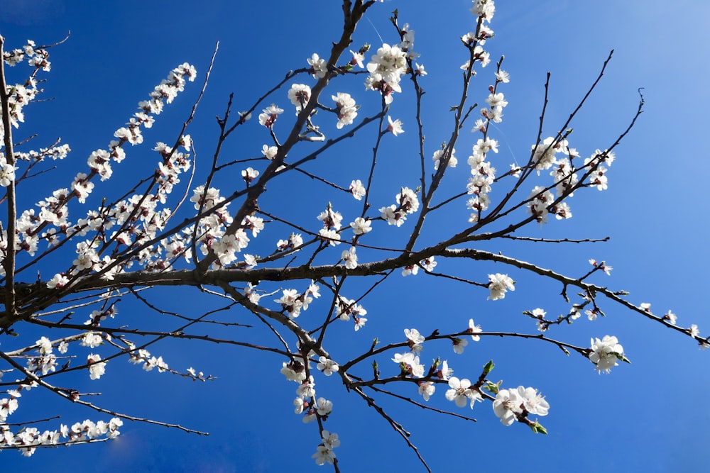 a tree branch with white flowers against a blue sky