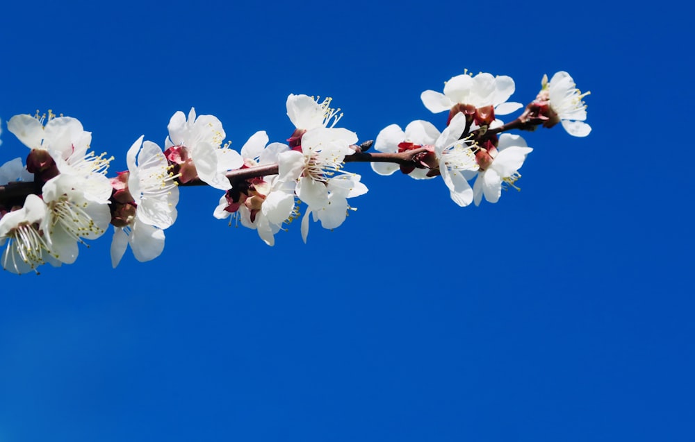 a branch with white flowers against a blue sky