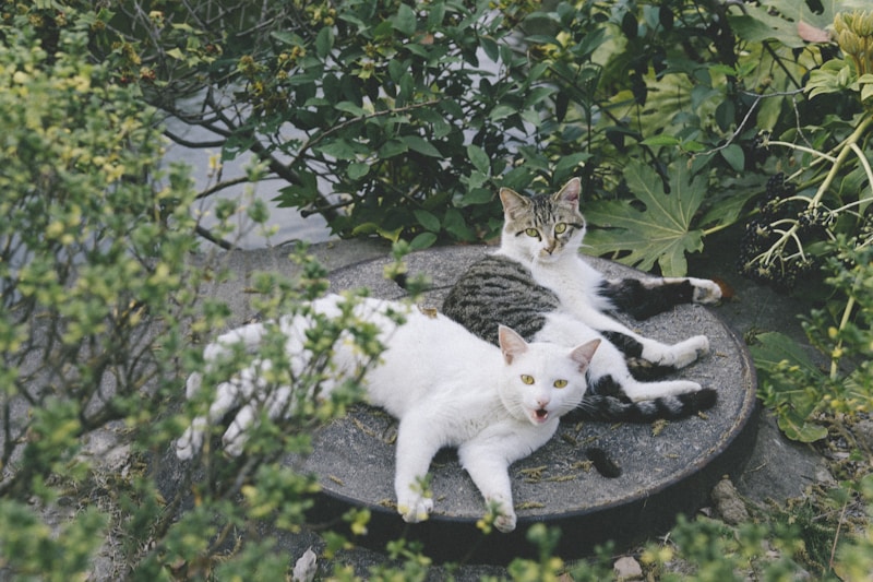a couple of cats laying on top of a table