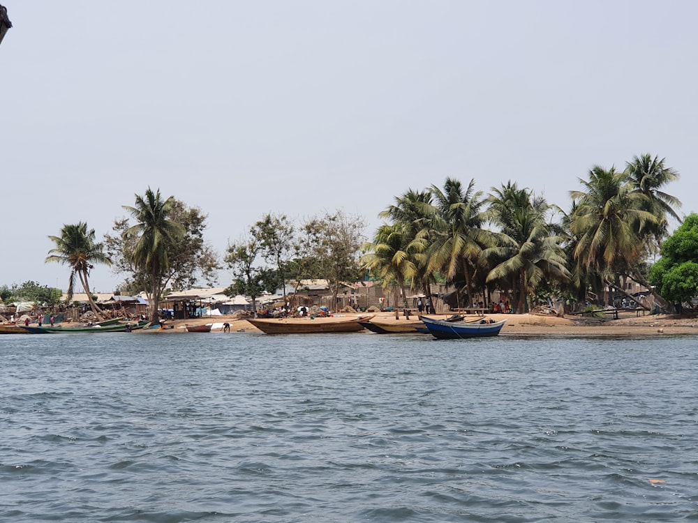 a body of water surrounded by palm trees