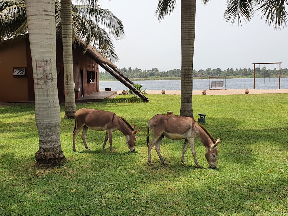 a couple of animals that are standing in the grass