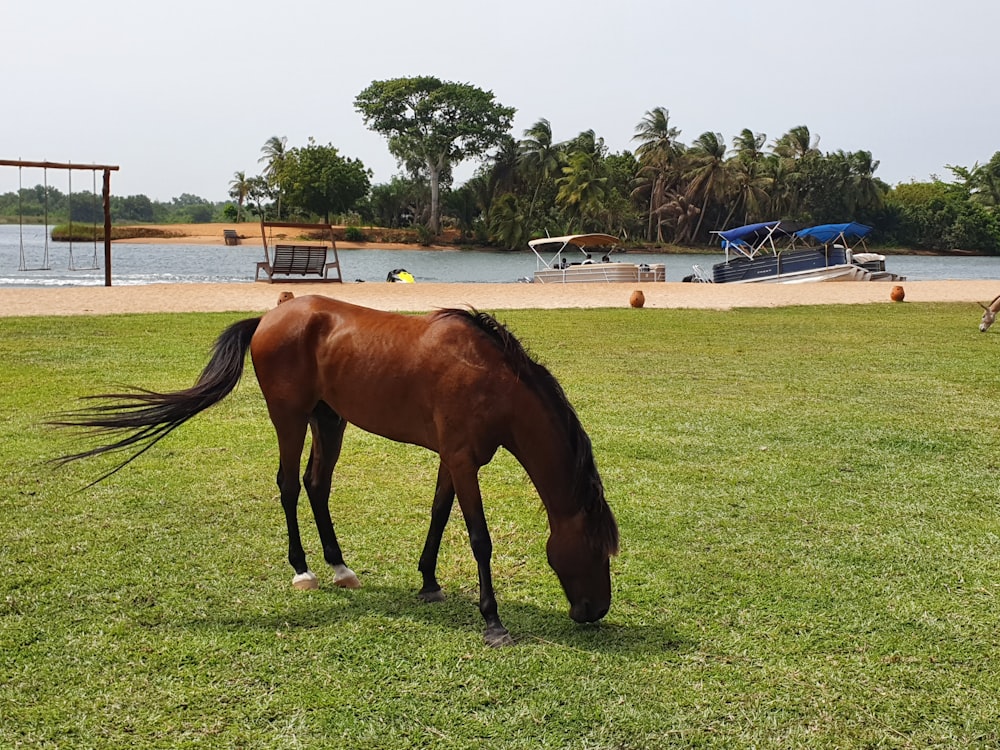 a brown horse grazing on a lush green field