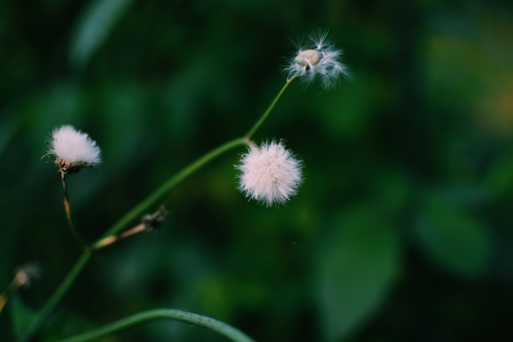 a couple of white flowers sitting on top of a lush green field