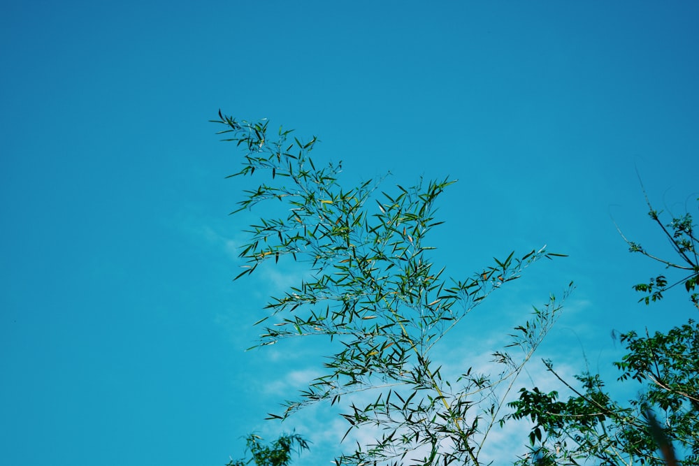 a tree branch with leaves against a blue sky