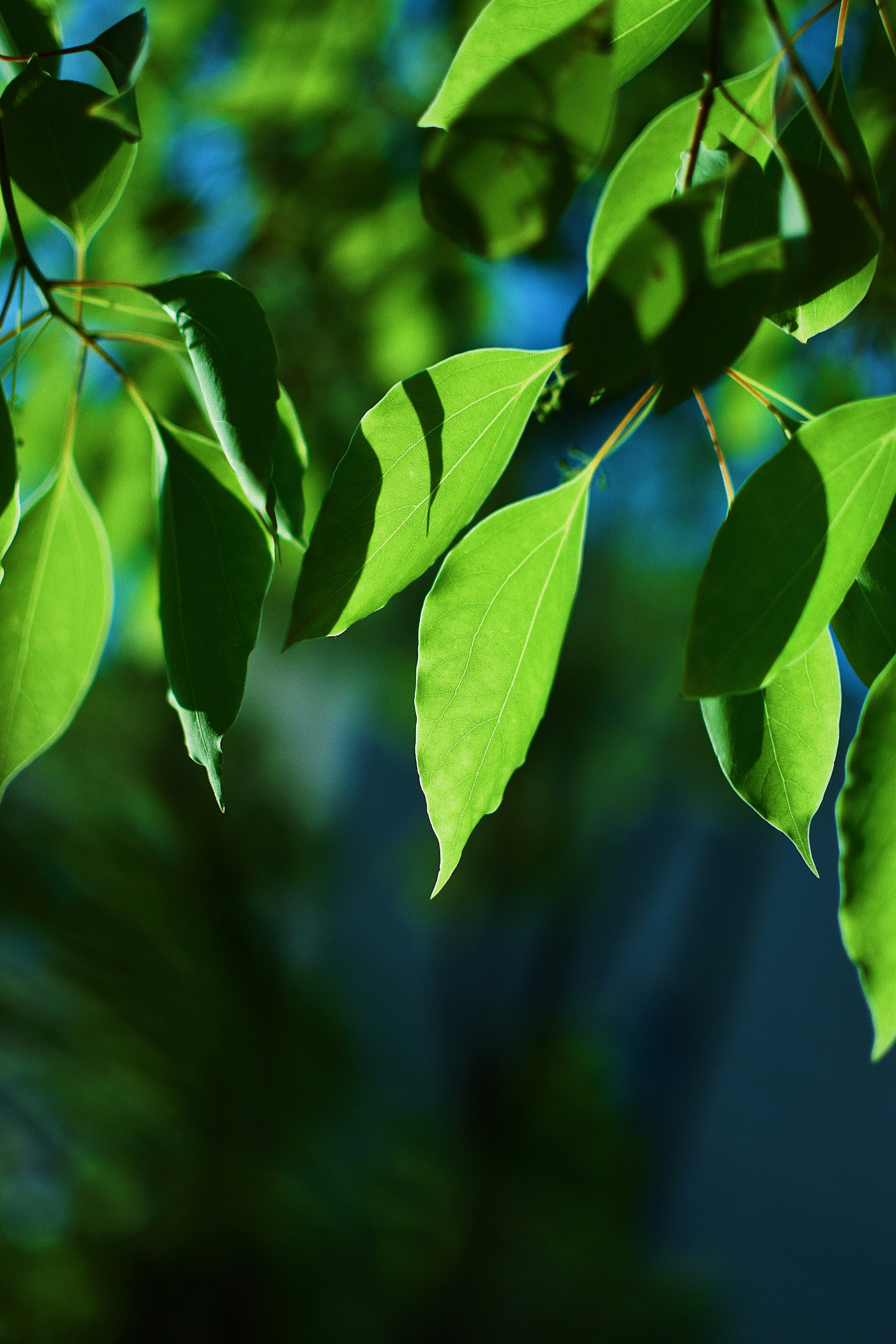 Photo by jizhidexiaohailang