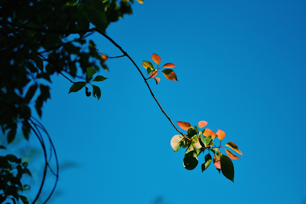 a tree branch with orange leaves against a blue sky