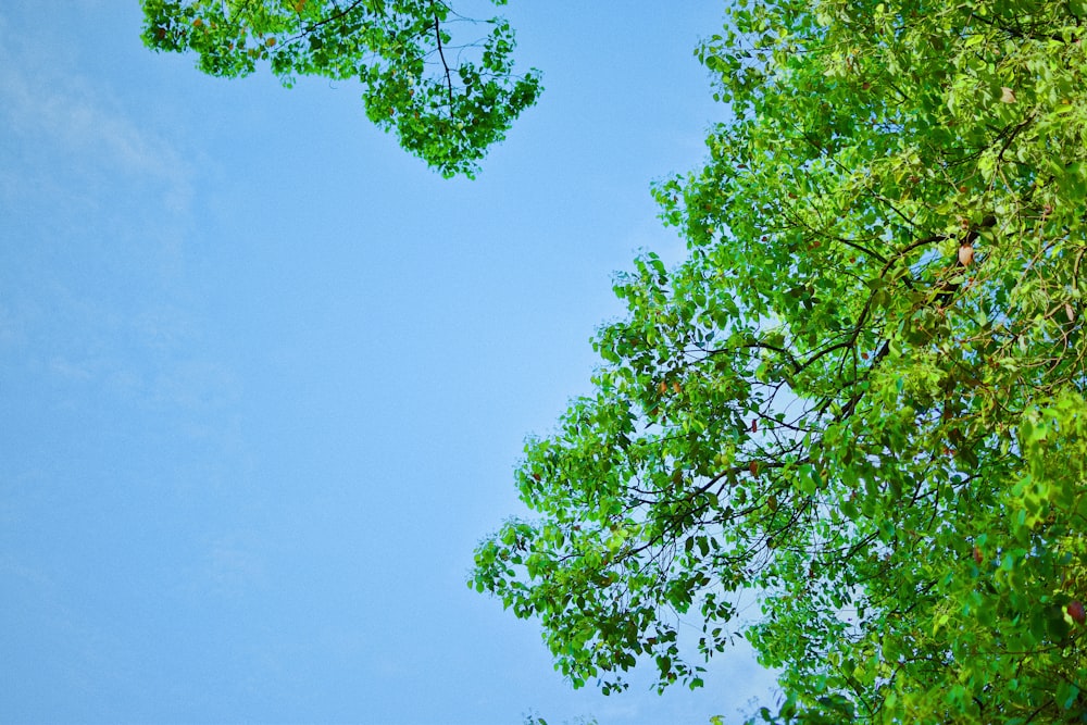 a plane flying through a blue sky above trees