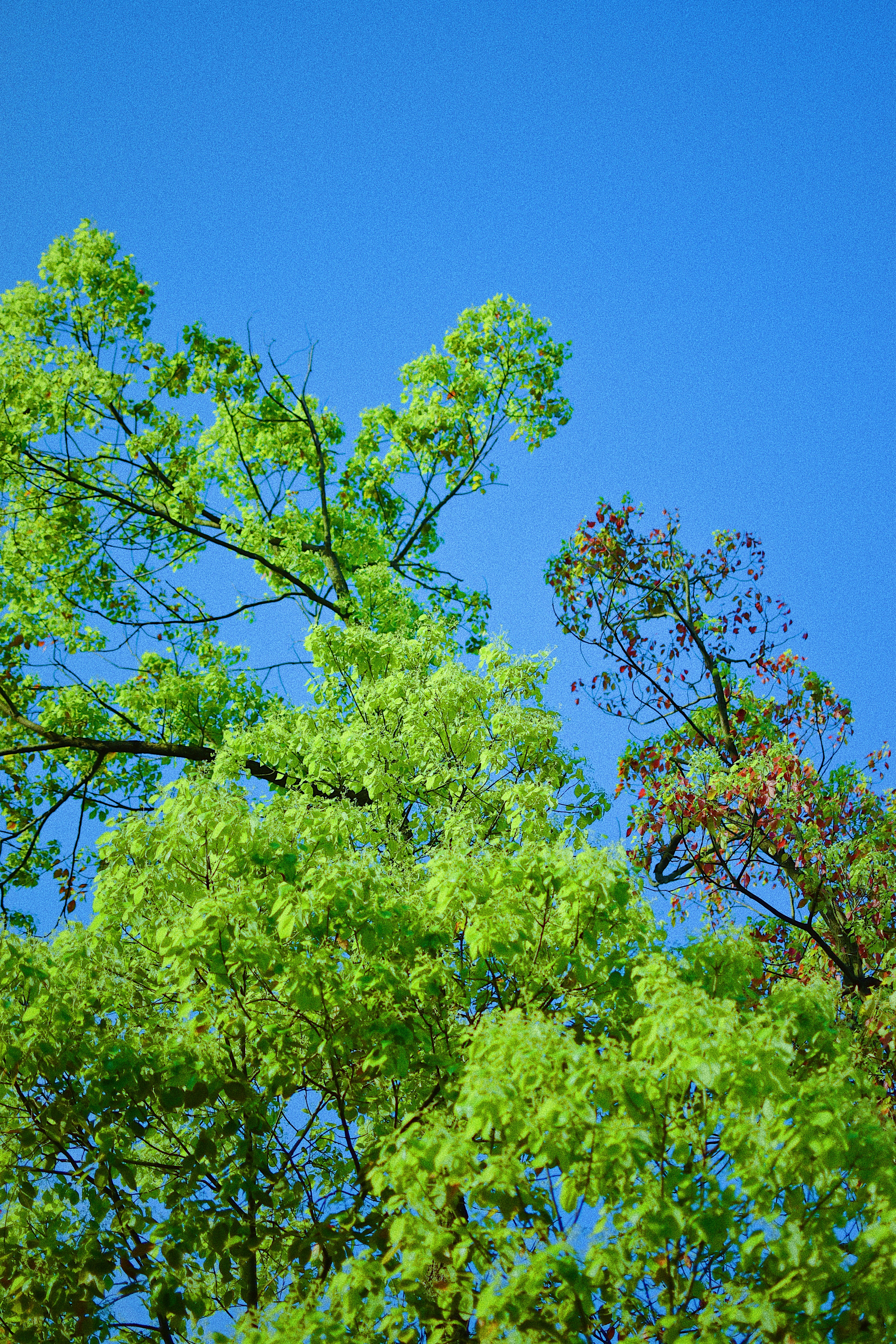 Photo by jizhidexiaohailang