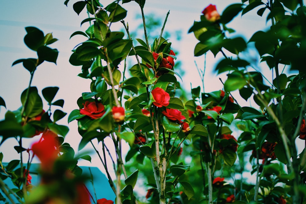 a bush with red flowers and green leaves