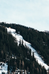 A scenic view of a snow-covered mountain slope dotted with tall, dark pine trees. Two small cabins are visible perched among the trees, adding a rustic charm to the landscape. The sky above is a pale blue, creating a serene and tranquil ambiance.