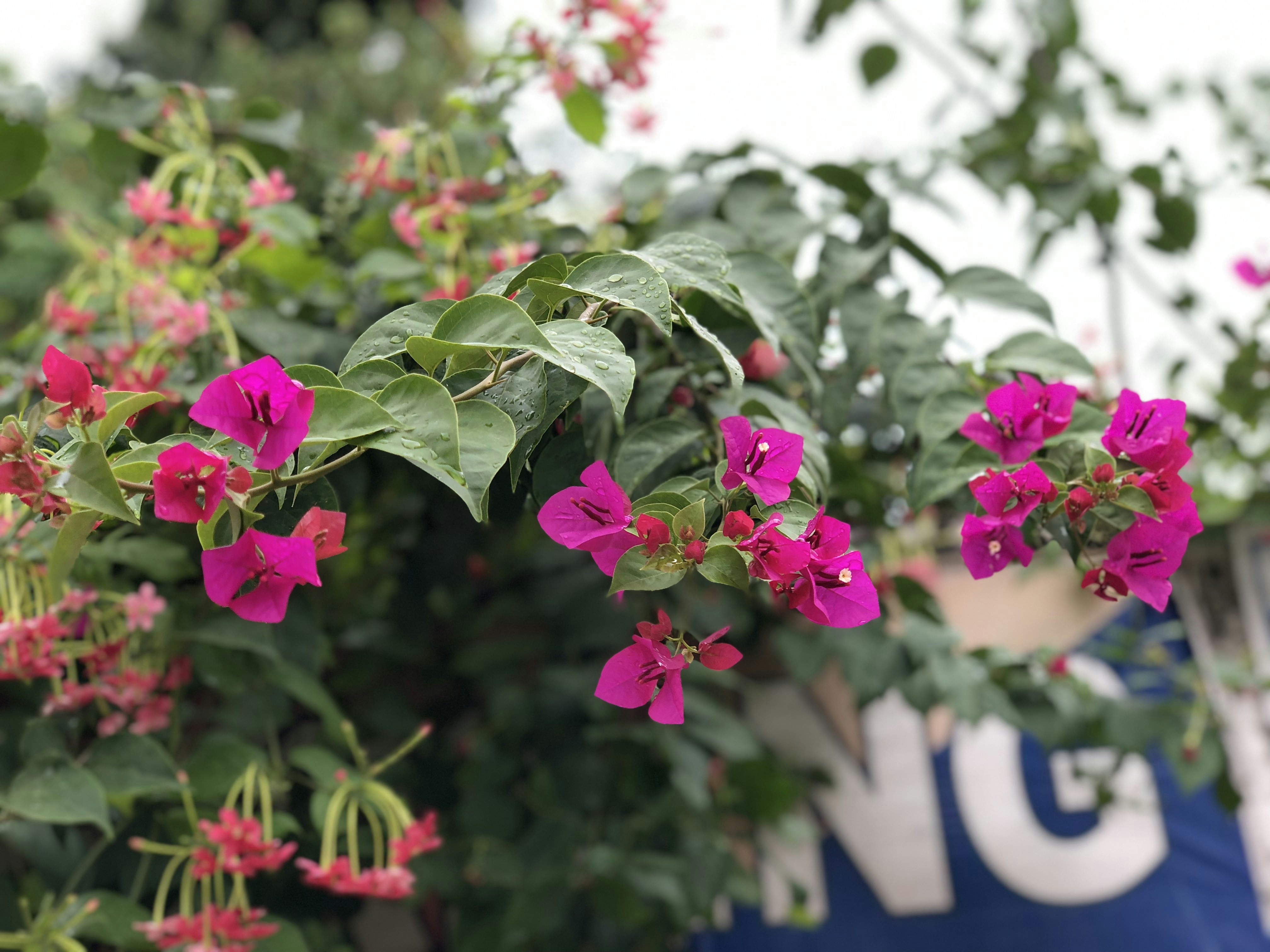 Photo by priyanshu28