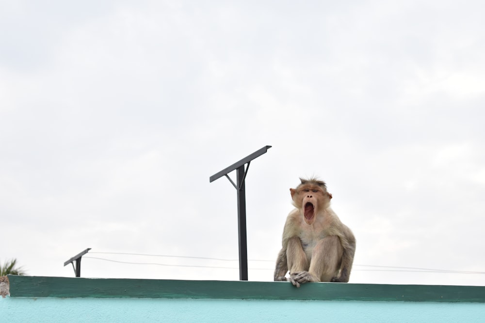 a monkey sitting on top of a roof with its mouth open