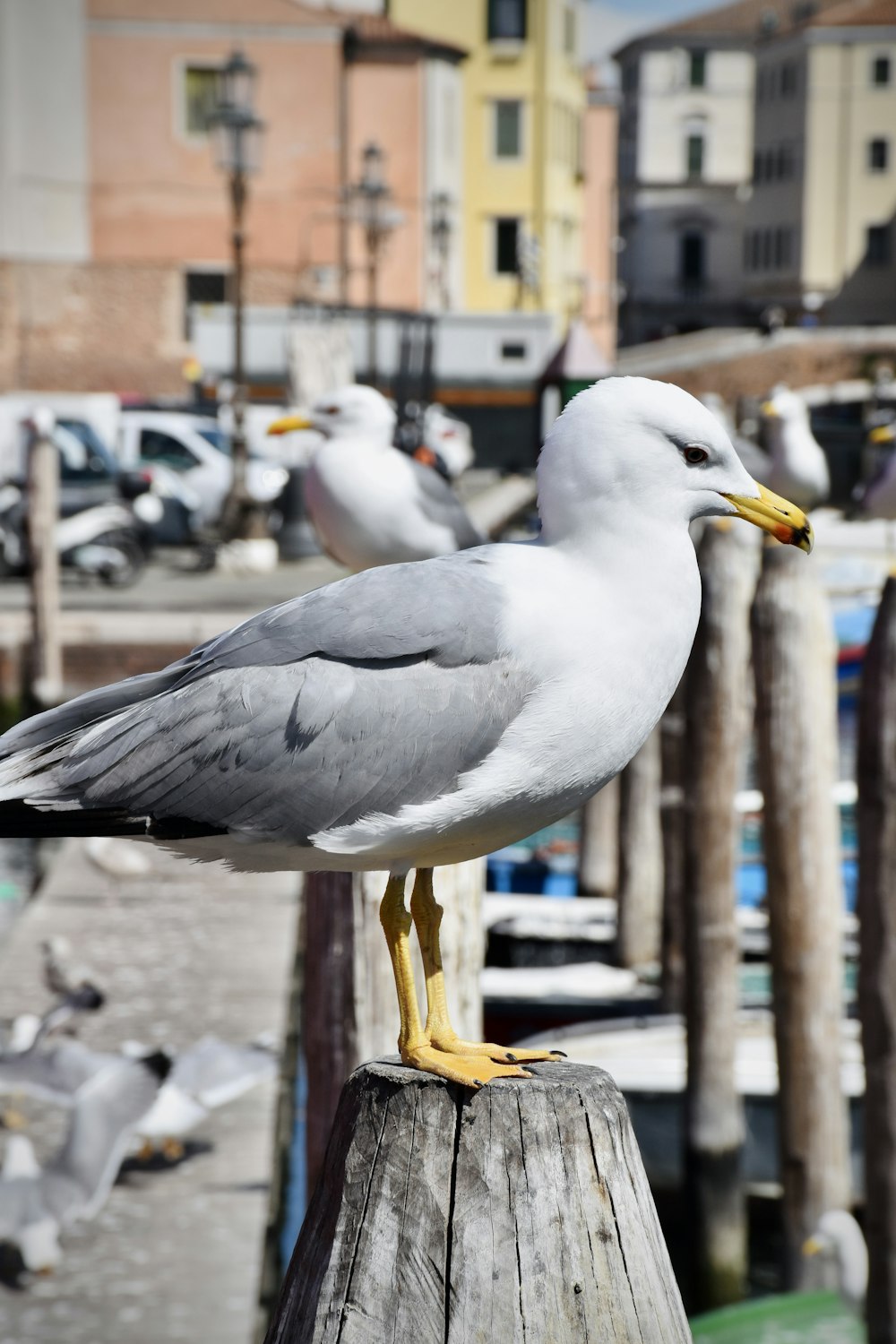 a seagull sitting on top of a wooden post