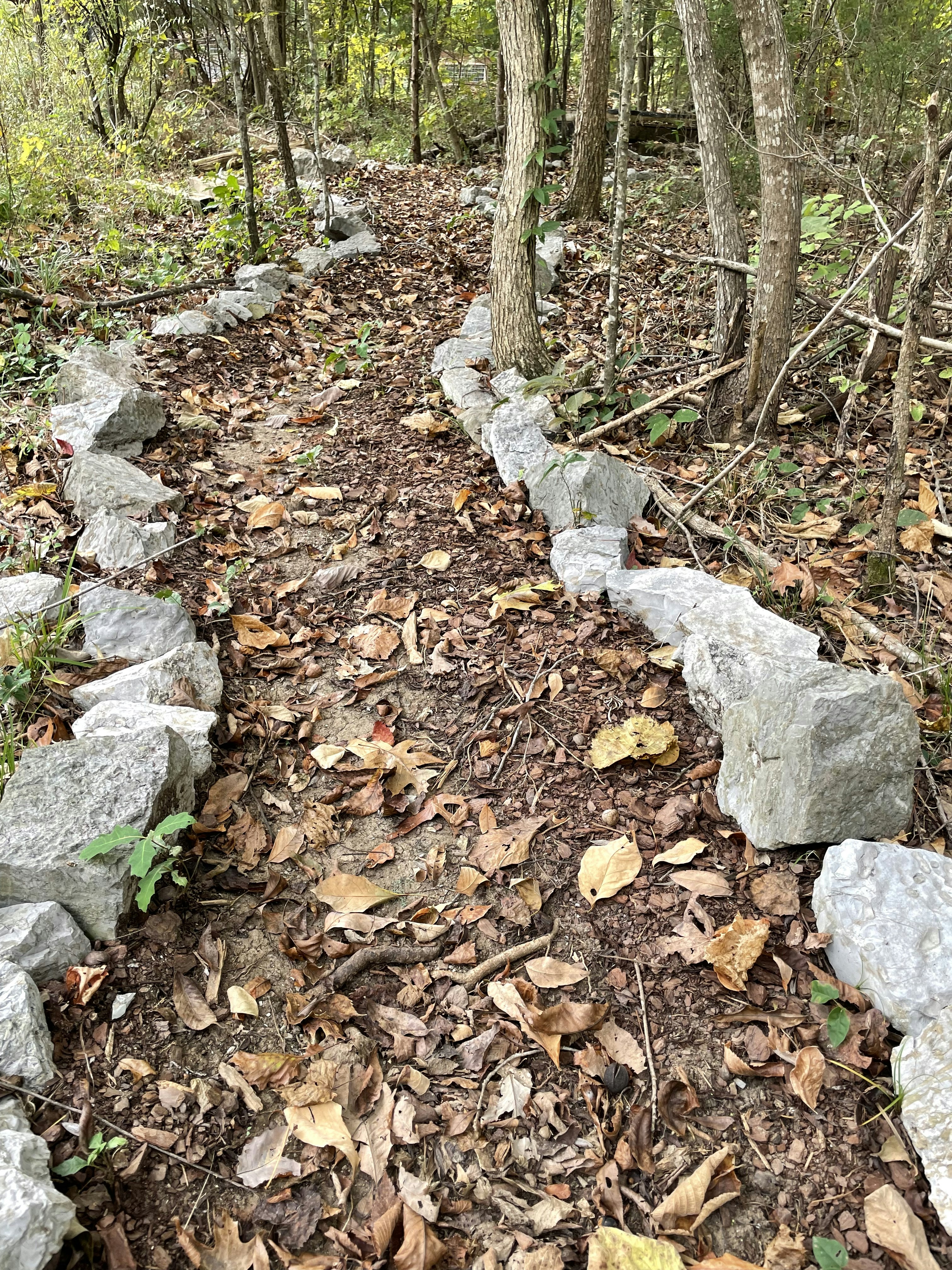 a path in the woods with rocks and leaves on the ground