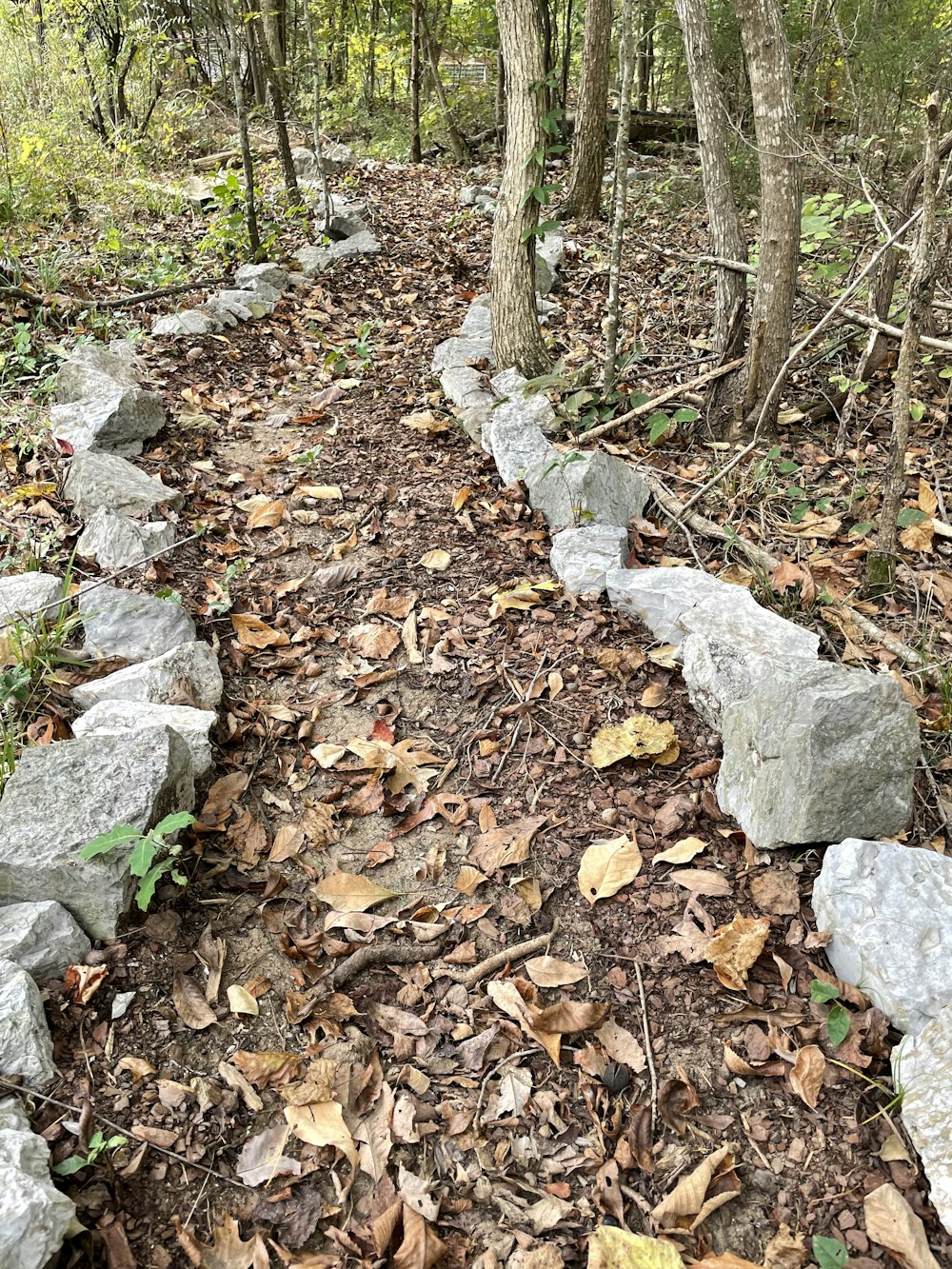 a path in the woods with rocks and leaves on the ground
