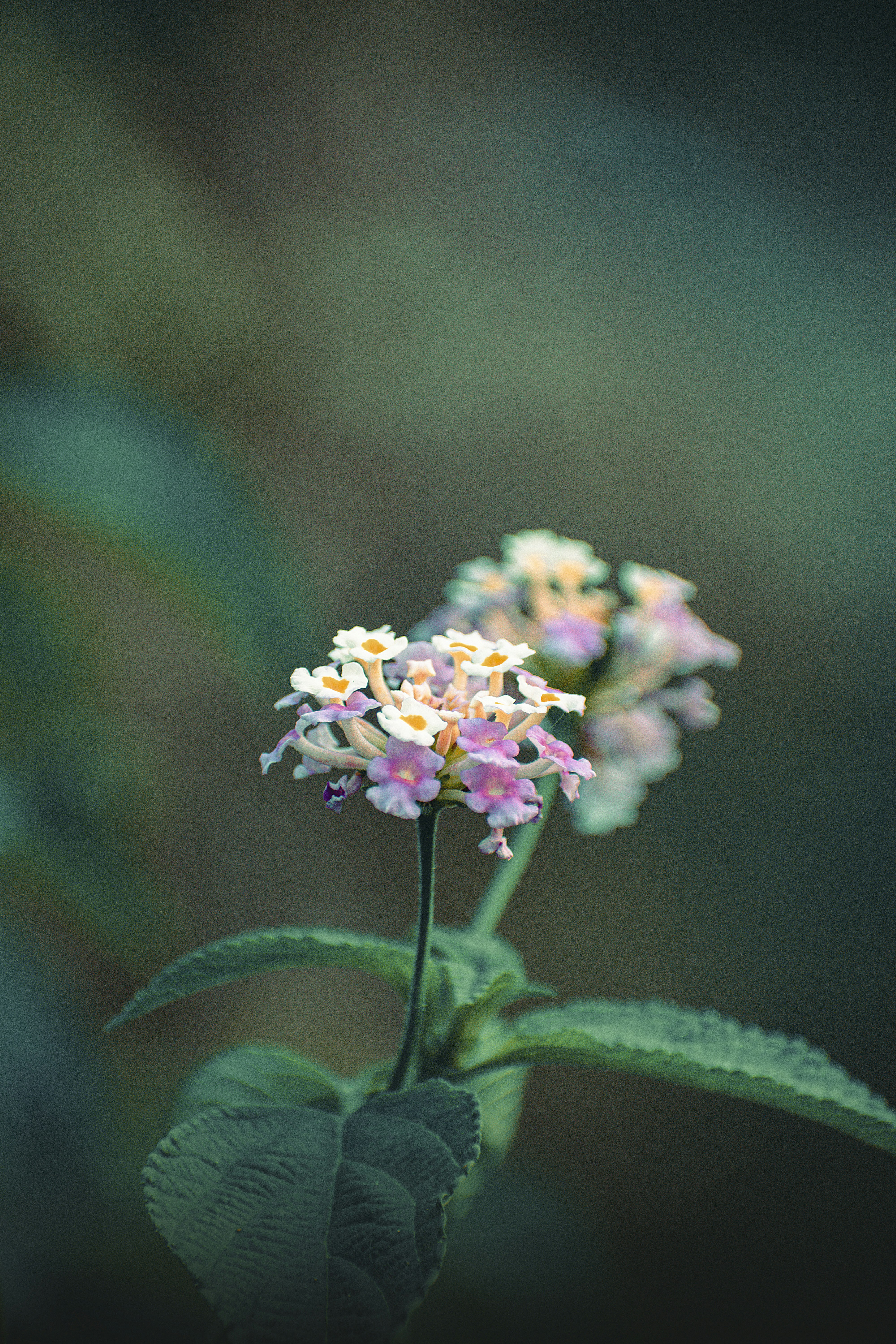 Photo by tarikulxraana