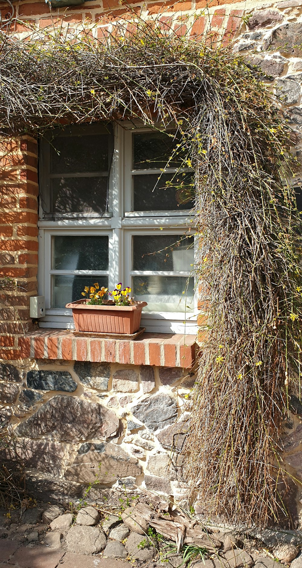 a window with a plant growing out of it