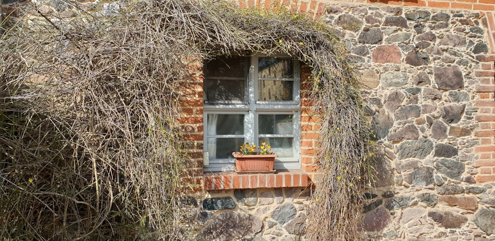 a brick building with a window and a plant growing out of it