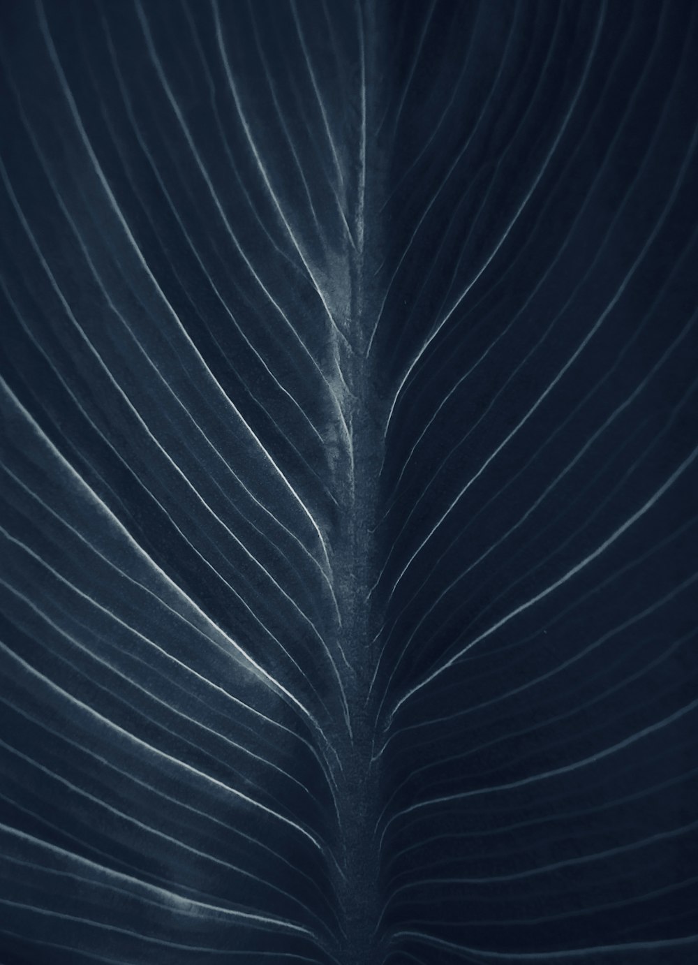 a close up of a leaf with a dark background