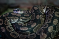a close up of a snake on a rock